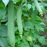 鳳崗蔬菜配送-蔬菜批發-鳳崗送菜公司