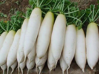 寶安蔬菜配送 食材批發 寶安送菜公司